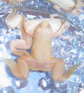 Mr and Mrs Albi (African Albino Clawed Frogs)
