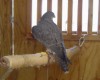Perigrine Falcon