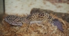 Leopard Gecko Grows a New Tail