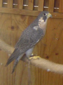 Perigrine Falcon